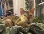 Lost Cat in Louisville, Kentucky — listing photo