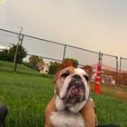 Lost Dog in Kansas City, Missouri — To anyone that visited Leopold Gallery or Somerset Ridge Winery, I lost our best sales dog…