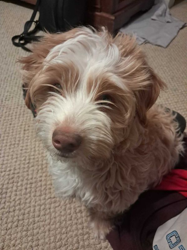 Lost Dog in Aurora, Colorado — listing photo