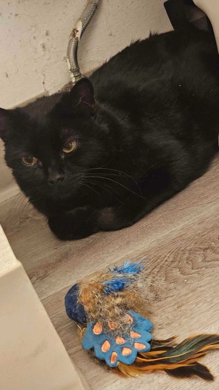 Lost Cat in Tigard, Oregon — listing photo