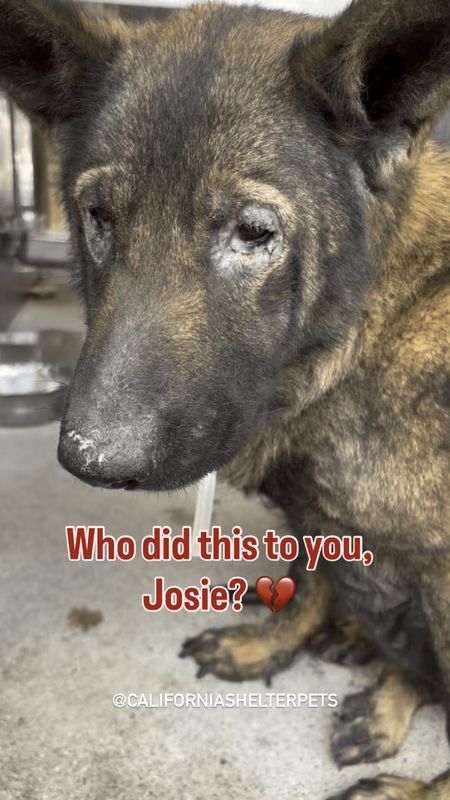 Found Dog in Irvine, California — Josie was found as a stray, very neglected.She is super urgent & will be euthanized for space…