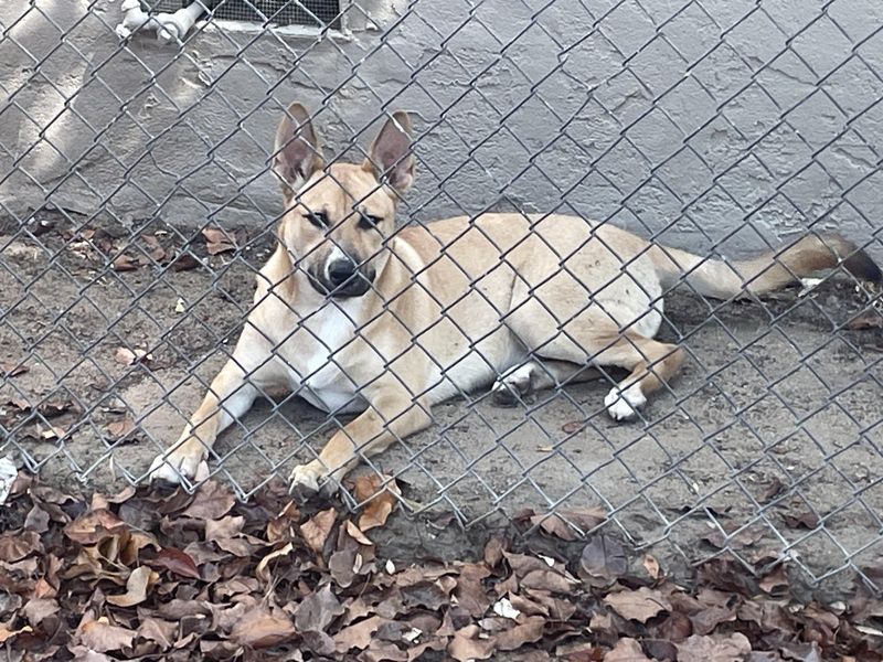 Lost Dog in Fresno, California — listing photo