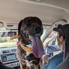 Lost Dog in San Diego, California — listing photo