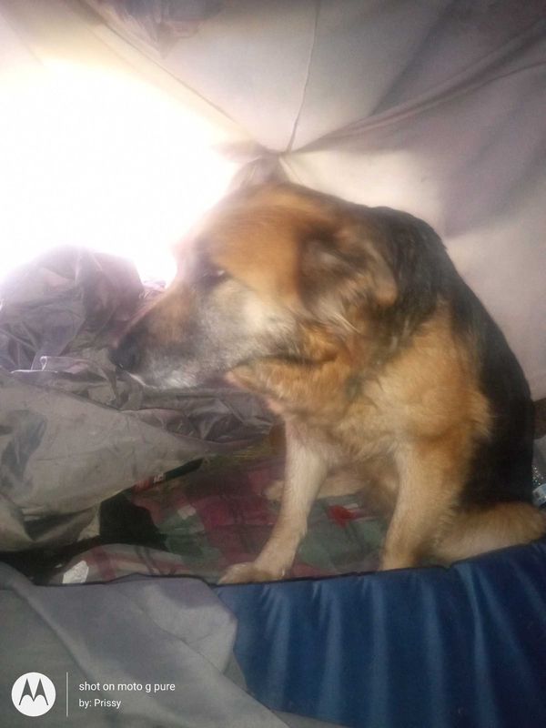 Found Dog in Madera, California — listing photo