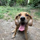 Lost Dog in Norfolk, Virginia — listing photo