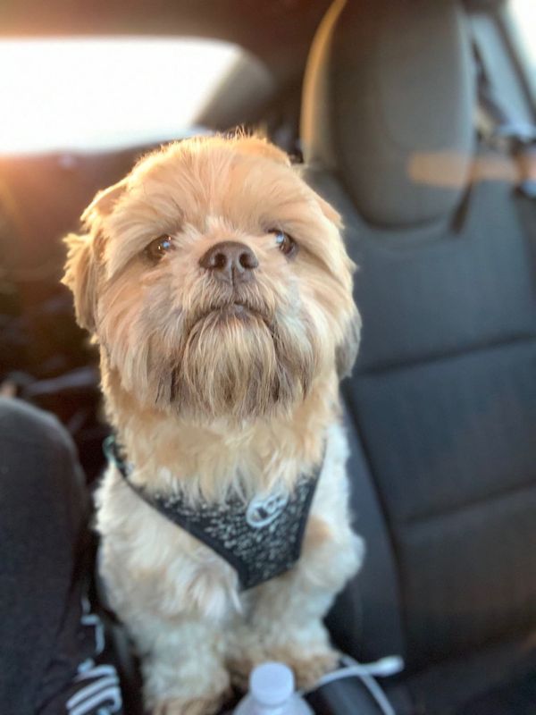 Lost Dog in Ferris — listing photo