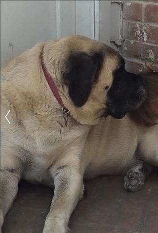 Lost Dog in Fort Worth, Texas — Saginaw - Missing 200+ lbs English Mastiff (Dog is deaf) by Bailey Boswell HS.
