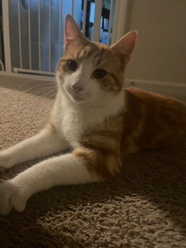 Found Cat in Concord, New Hampshire — listing photo