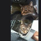 Found Cat in Charlotte, North Carolina — Fosters needed at ACC