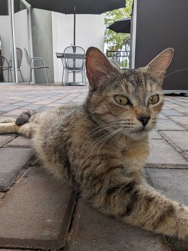 Found Cat in Altamonte Springs, Florida — listing photo