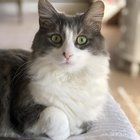 Lost Cat in Tampa, Florida — Grey and white cat missing