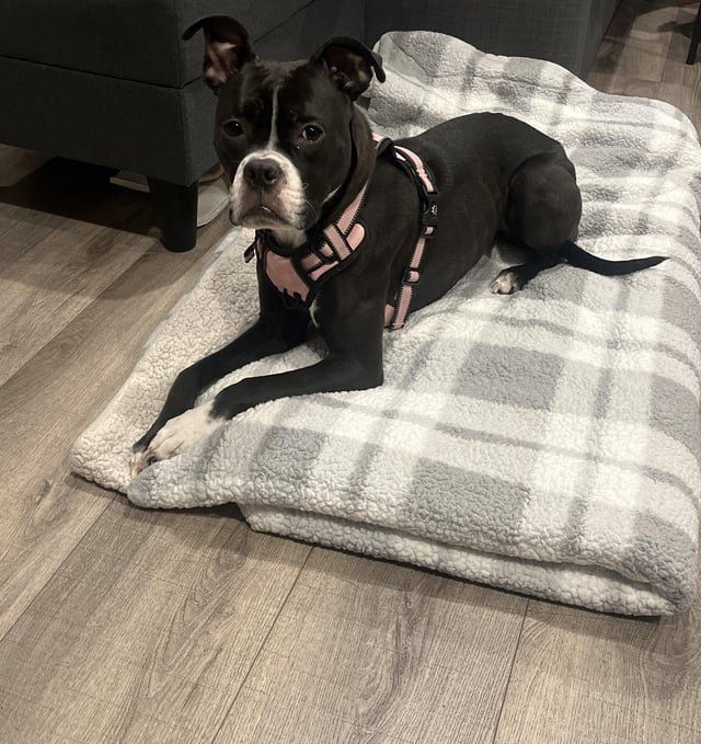 Lost Dog in Irvine, California — listing photo