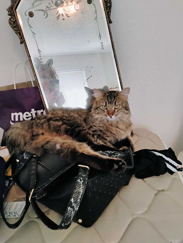 Lost Cat in Houston, Texas — listing photo