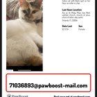 Lost Cat in Orlando, Florida — listing photo