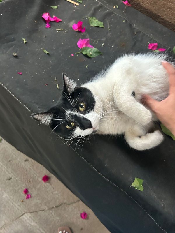 Lost Cat in Tempe, Arizona — listing photo