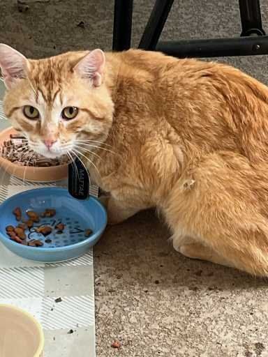 Found Cat in Denton, Texas — listing photo
