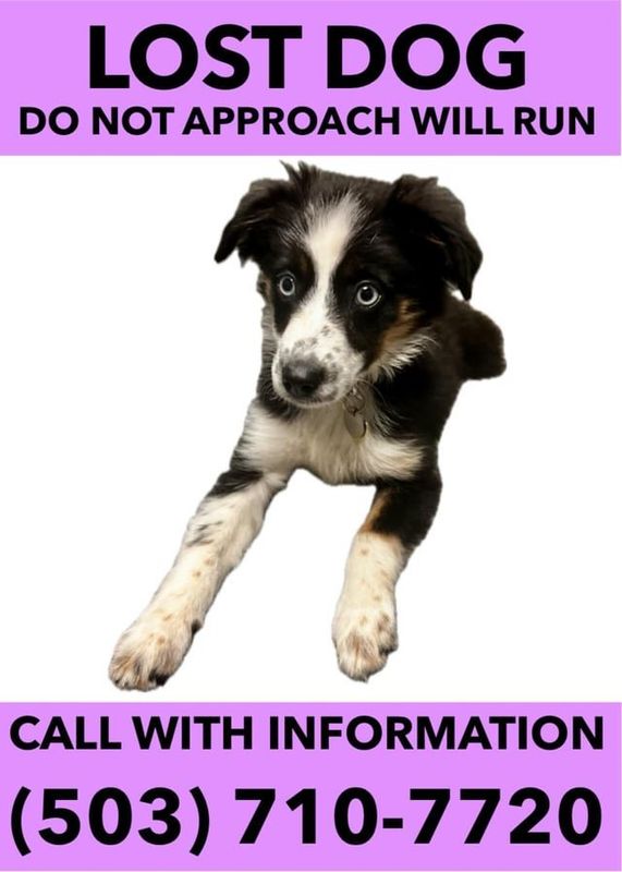Lost Dog in Portland, Oregon — listing photo