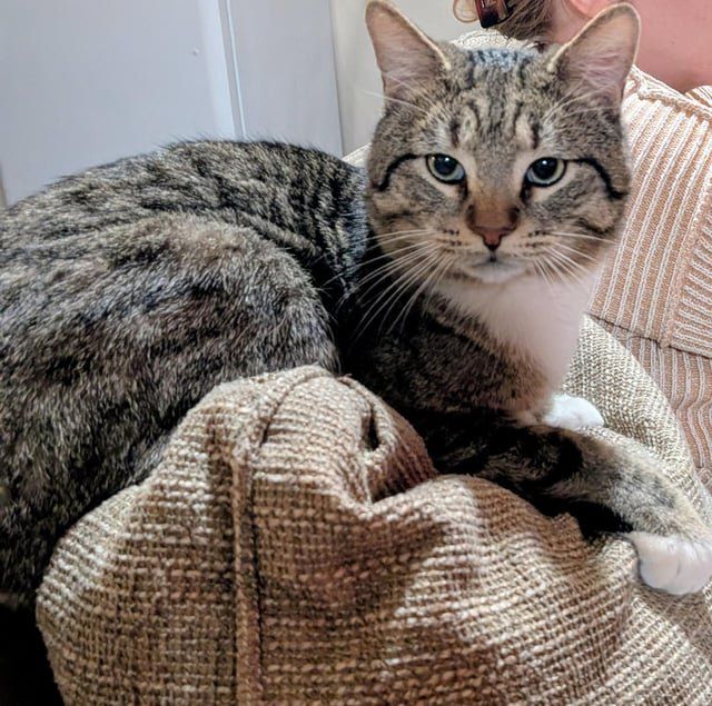 Lost Cat in Asheville, North Carolina — listing photo