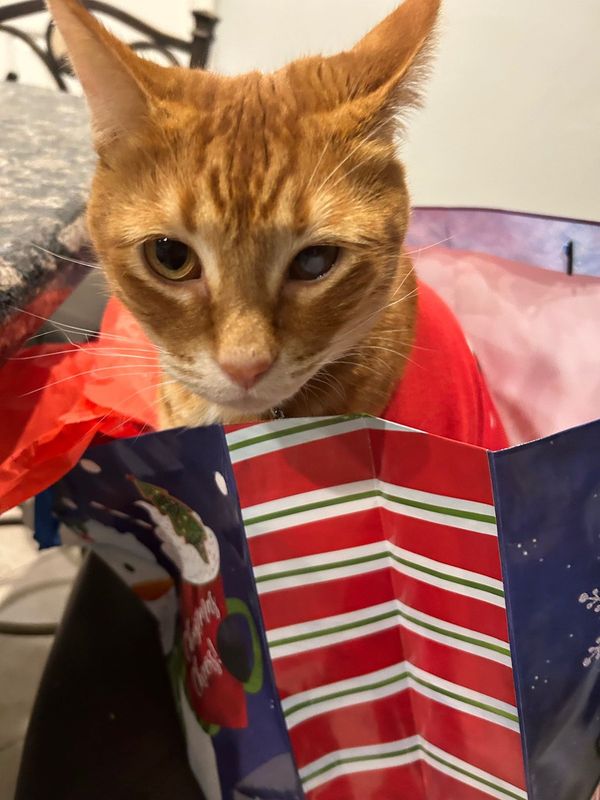 Lost Cat in Sugar Land, Texas — listing photo