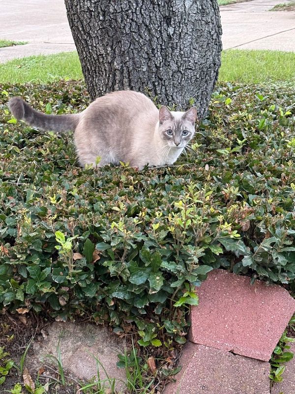 Lost Cat in Katy — listing photo