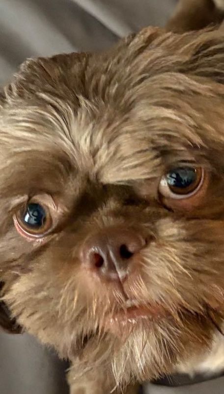 Lost Dog in Tucson, Arizona — listing photo