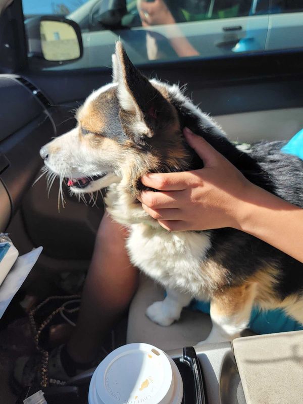Found Dog in El Paso, Texas — listing photo