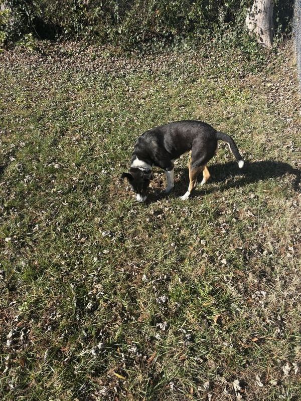 Found Dog in Winston-Salem, North Carolina — Dog found