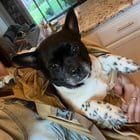 Found Dog in Sacramento, California — listing photo