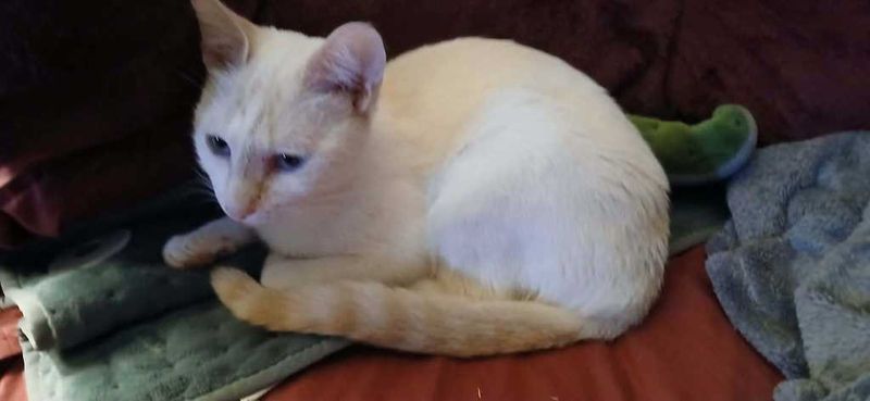 Lost Cat in Lyman — listing photo