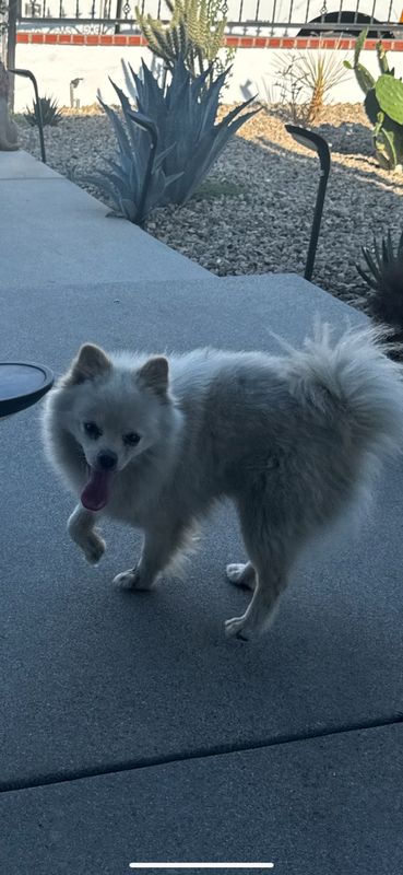 Lost Dog in Pomona, California — listing photo