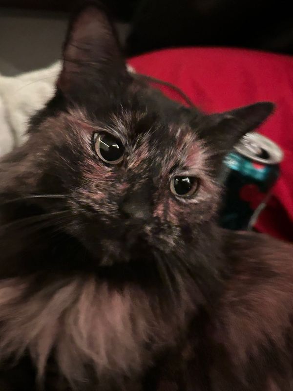 Lost Cat in Orangevale — listing photo