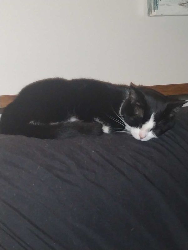 Lost Cat in Knoxville, Tennessee — listing photo