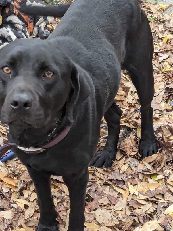 Found Dog in Jacksonville, North Carolina — listing photo