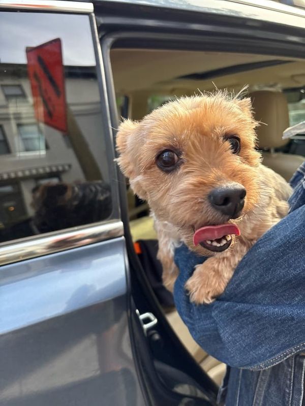 Found Dog in Washington, District of Columbia — Dog found at 1600 Shepherd st in DC. Text 301-787-4793if you know who his owner…
