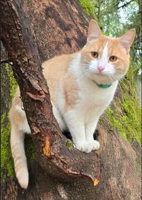 Lost Cat in Bellevue, Nebraska — listing photo