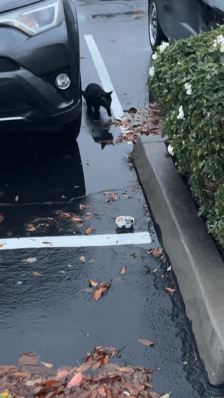 Lost Cat in Sacramento, California — Cat at the target