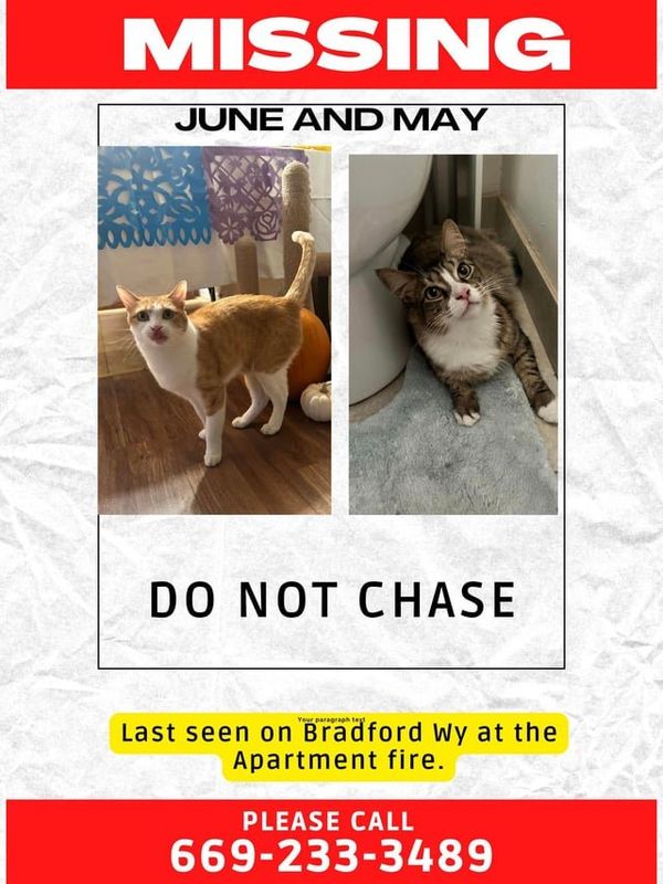 Lost Cat in San Jose, California — listing photo
