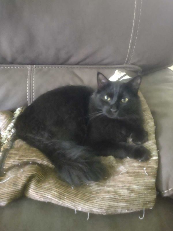 Lost Cat in Fate — listing photo