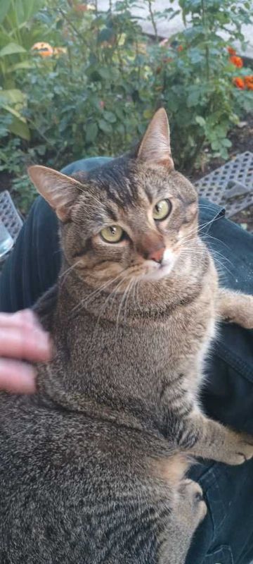 Lost Cat in Keizer, Oregon — listing photo