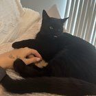 Lost Cat in Indianapolis, Indiana — listing photo