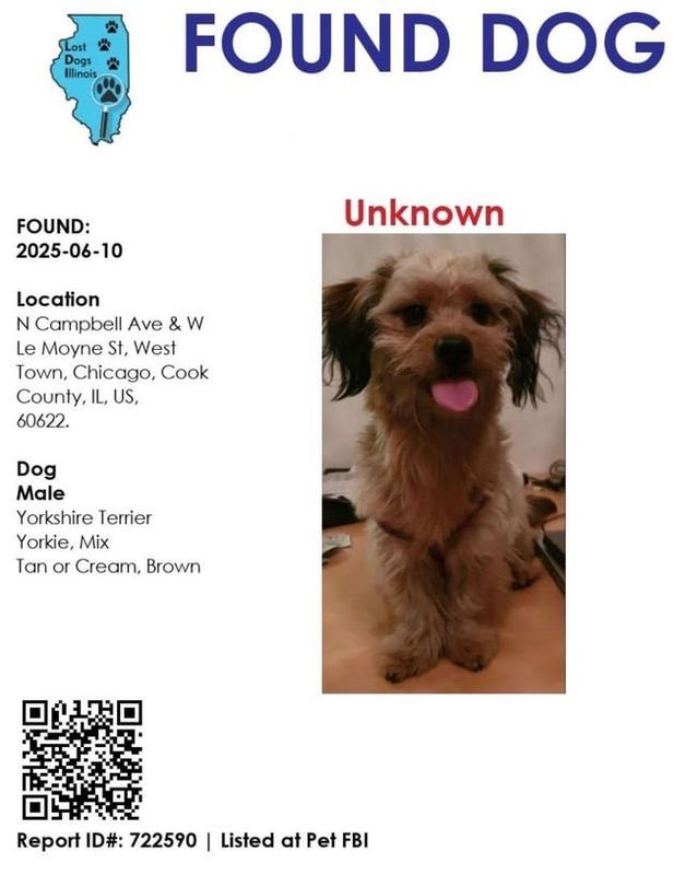 Found Dog in Chicago, Illinois — listing photo
