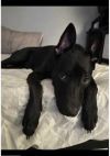 Lost Dog in Knoxville, Tennessee — listing photo