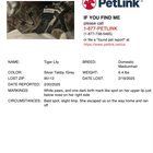 Lost Cat in San Jose, California — listing photo