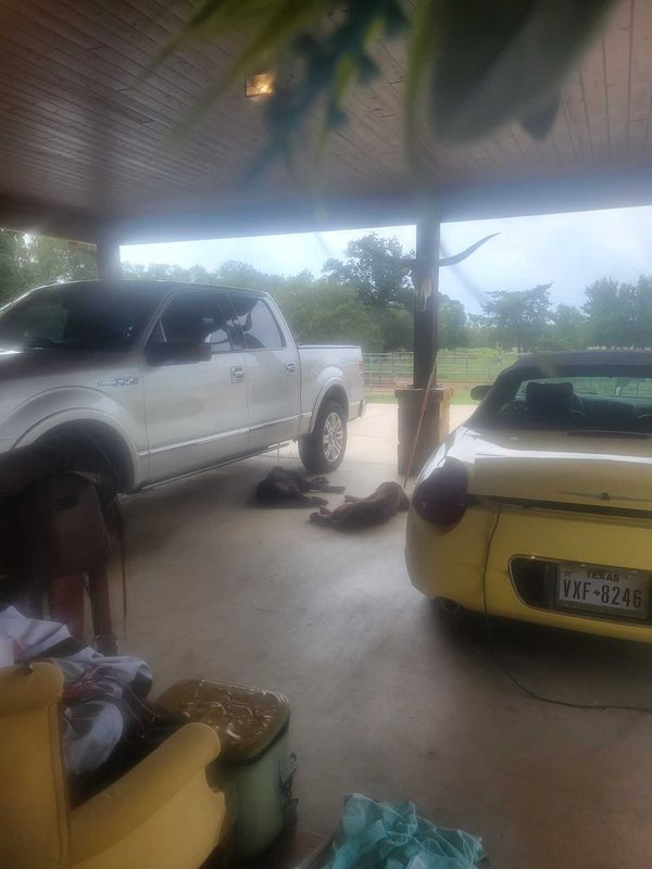 Found Dog in Cedar Creek — listing photo