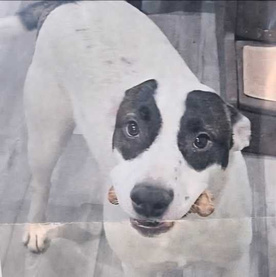 Lost Dog in Mountain House — listing photo