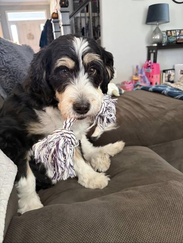Lost Dog in Indianapolis, Indiana — listing photo