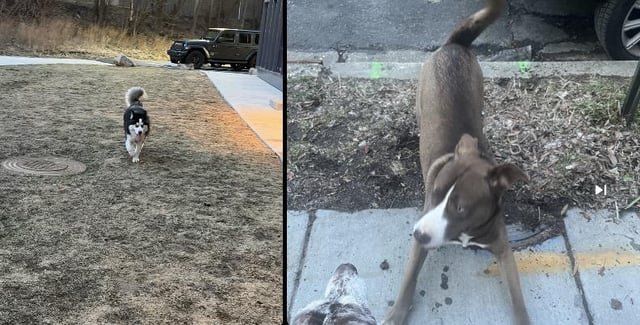 Found Dog in Washington, District of Columbia — listing photo
