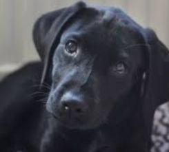 Lost Dog in Chula Vista, California — listing photo
