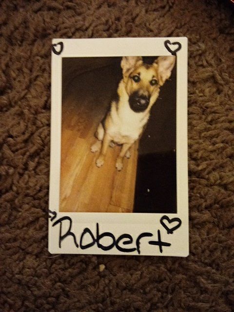 Lost Dog in El Paso, Texas — listing photo
