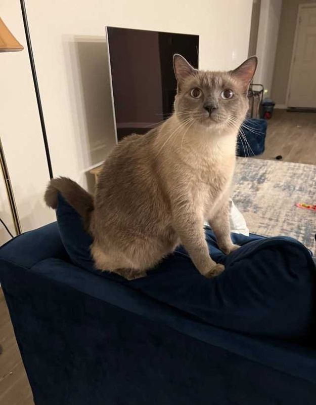 Lost Cat in Scenic Bluff Boulevard Lake Wales — listing photo